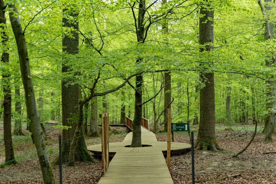 From Copenhagen: Round-Trip to Møns Klint and Forest Tower - Is $112 Good Value?